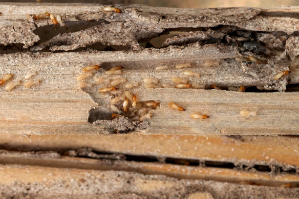 Bird Control in Old Orchard, PA